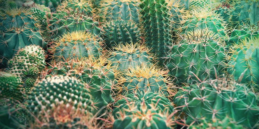 Le Guide Ultime Du Cactus à Mescaline - Zamnesia